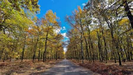 Forest of Foloi
